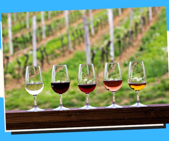 🍷 Sip and Savour: Experience the Art of Wine Tasting and Vineyard Tours! 🌿